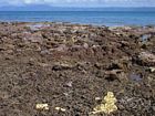 Windward reef margin at low spring tide. Mainland is visible in the background.